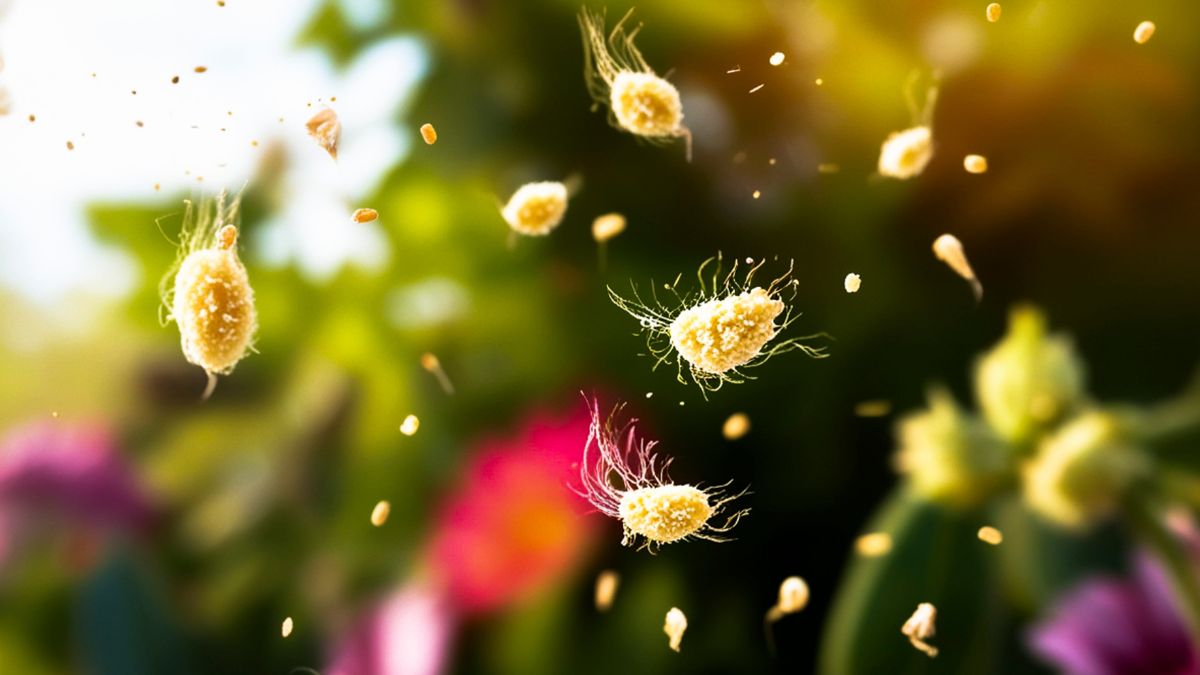 Detailný pohľad na peľové častice vo vzduchu počas jarného obdobia.