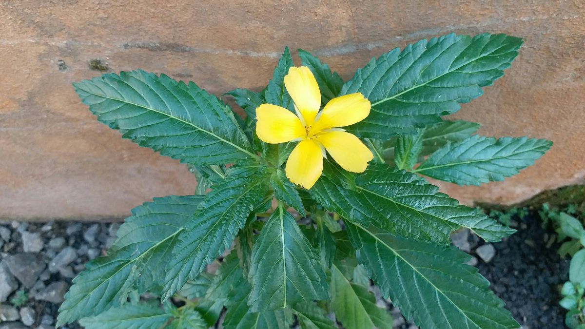 Žltý kvet damiany s tmavozelenými listami na pozadí hlinenej steny.