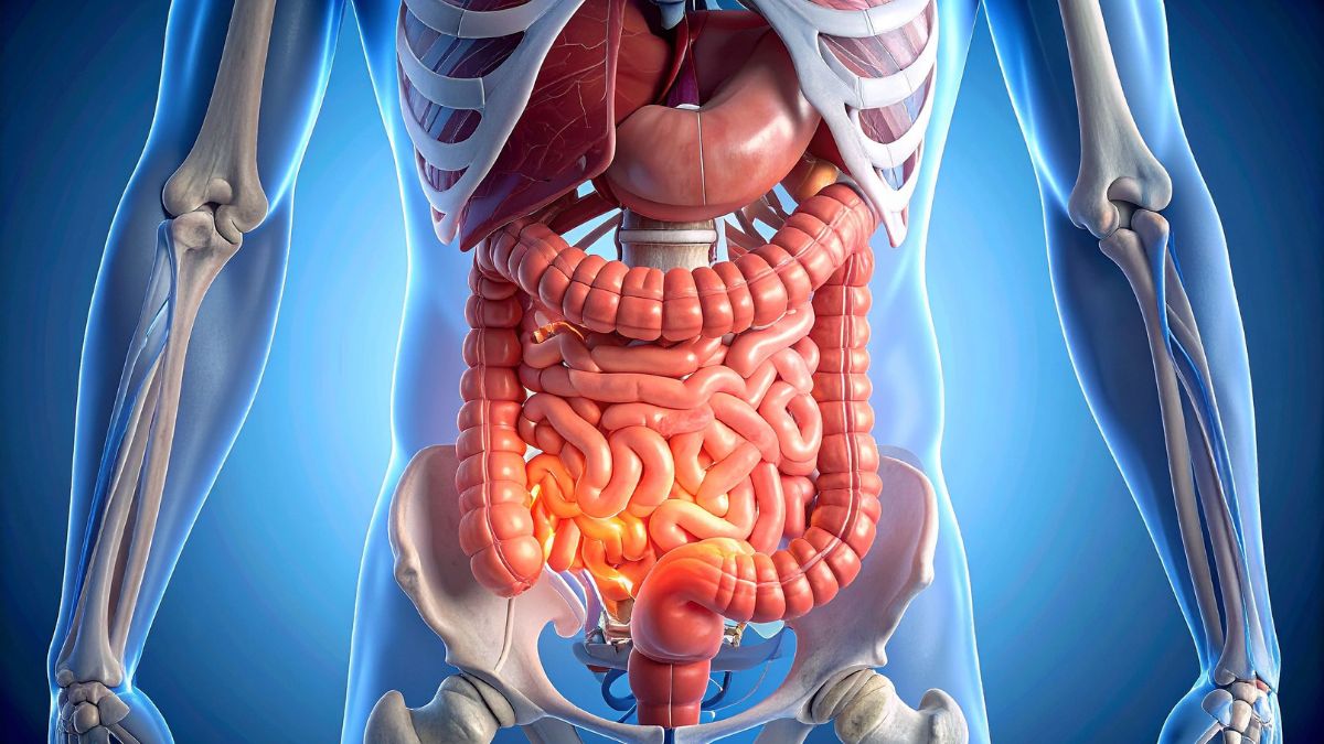 Anatomický model tráviaceho systému s viditeľnými orgánmi.