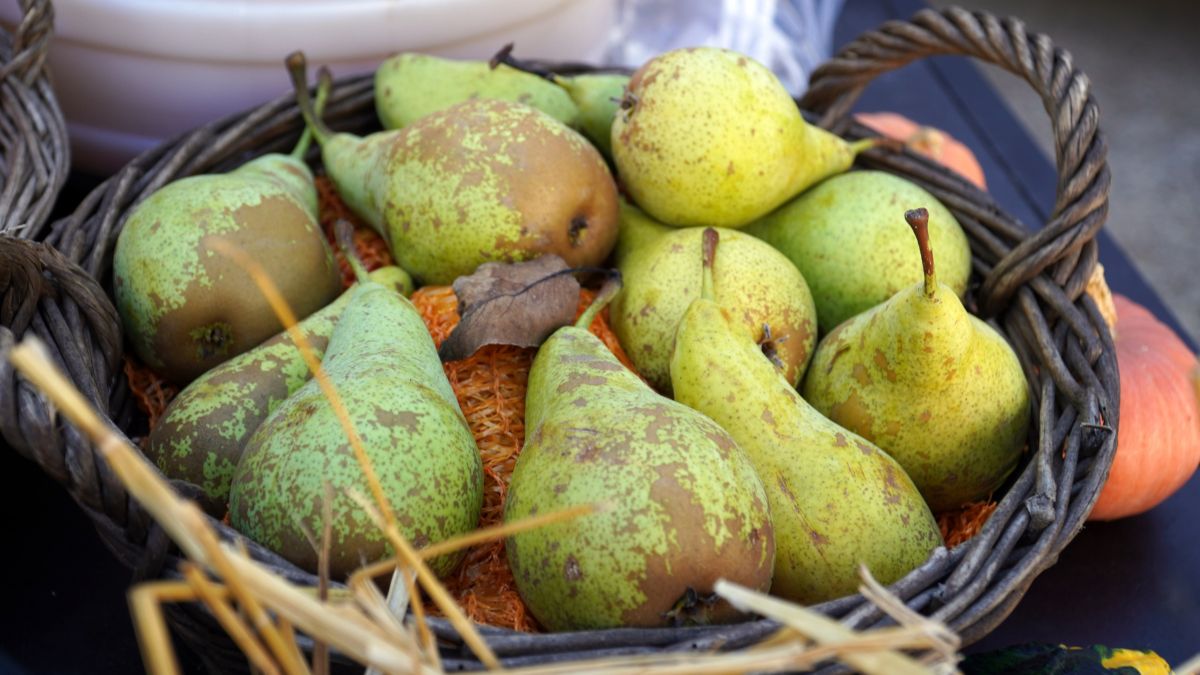 Košík plný zrelých hrušiek rôznych odtieňov zelenej a žltej farby.