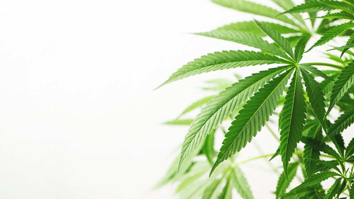 Detailný záber na listy marihuany s jasne zelenou farbou.