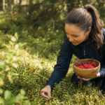 Žena zbiera čerstvé brusnice v lese, posilňuje zdravie a pohodu