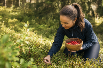 Žena zbiera čerstvé brusnice v lese, posilňuje zdravie a pohodu