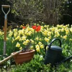 Ručné záhradné náradie v kvetinovej záhrade s tulipánmi a narcismi.