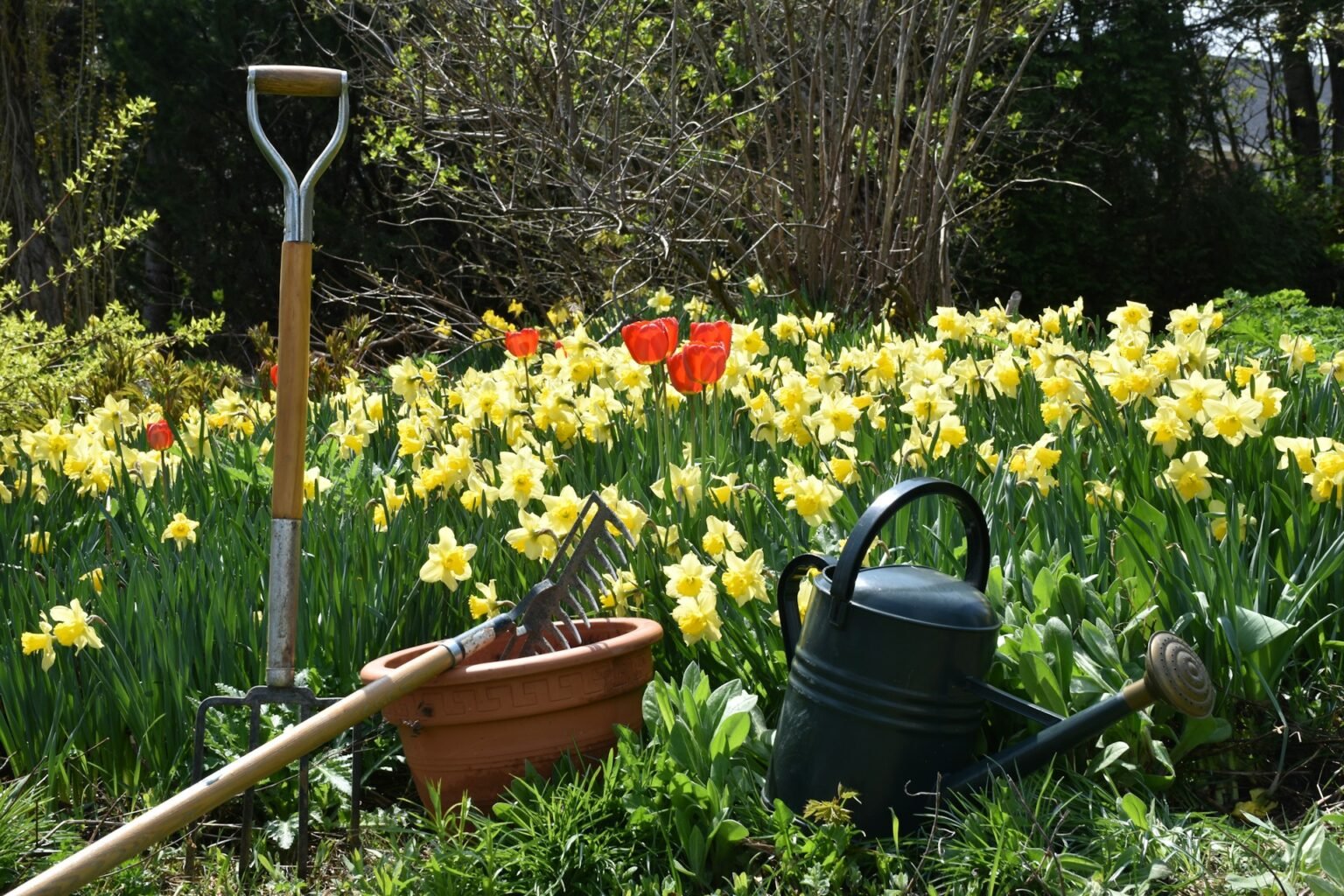 Ručné záhradné náradie v kvetinovej záhrade s tulipánmi a narcismi.