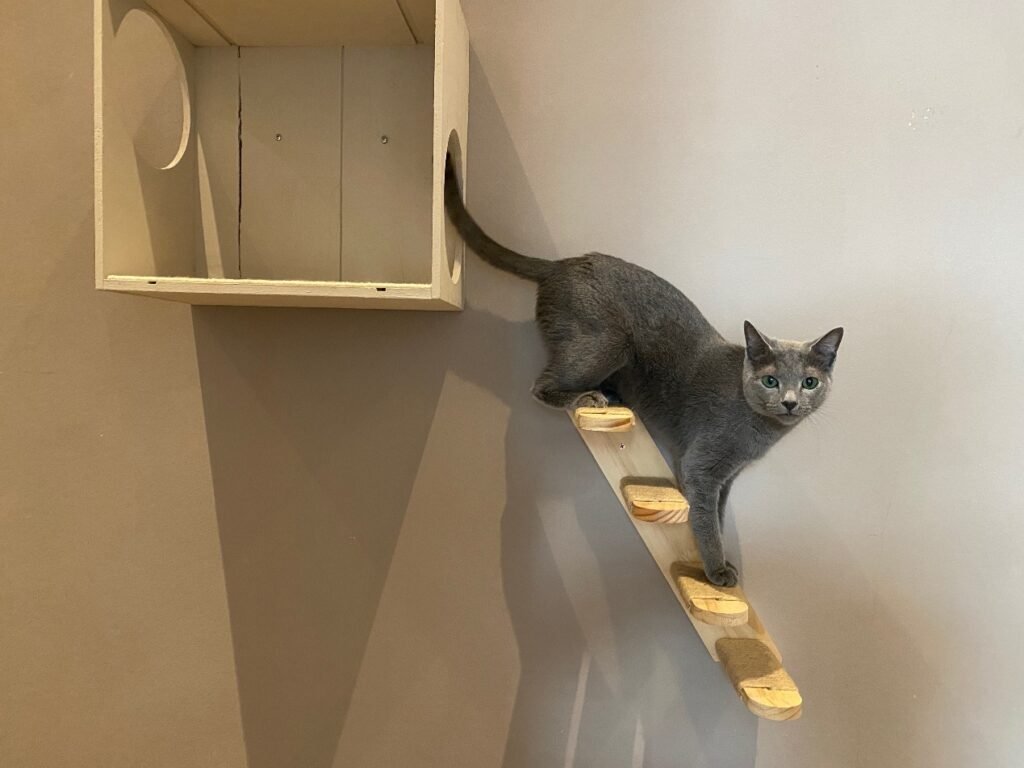 Z chodby do mačacieho raja: DIY s TEMU 4 4cqesfrmci5pi5r